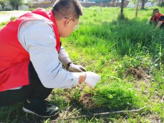 除蒿草、潔環(huán)境，攜手共創(chuàng)文明城